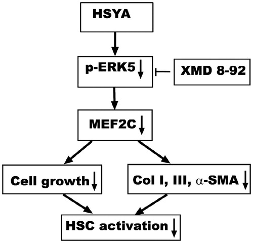 Figure 7. A schematic diagram of the role of the HSYA interruption of ERK5-MEF2C signaling pathway in culture-activated HSC. HSYA blocks ERK5 phosphorylation and depress the gene expression of the downstream inter-mediators MEF2C, reduces proliferation and activation of HSC.