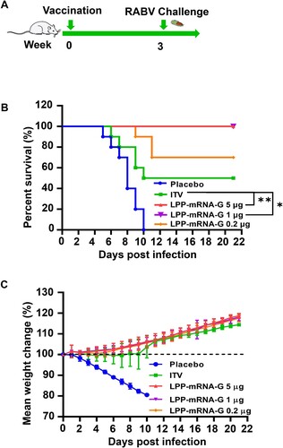 Figure 6. A single immunization of LPP-mRNA-G provides full protection against lethal RABV challenge in mice. (A) Scheme of LPP-mRNA-G immunization and RABV challenge. Each mouse received intramuscular injections of 5, 1, or 0.2 µg LPP-mRNA-G followed by intracranial injection of 50 LD50 of the RABV strain, CVS-24. Mice receiving a 0.1 dose of ITV vaccine, were used as positive controls. (B) Survival rates. A log-rank test was used to evaluate intergroup differences in survival rates. *, P < 0.05; **, P < 0.01. (C) Changes in body weight. Error bars indicate means with SD (n = 10).