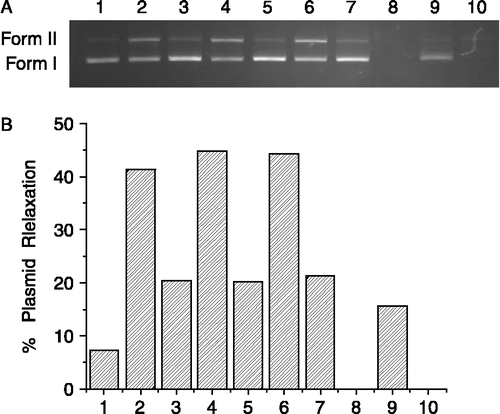 Figure 1.  Effect of pH on the cleavage reaction of pUC 19 DNA (7 μg/mL) with complex 4 (1 mg/mL) in a Tris-HCl buffer (100 mM) at 37°C for 72 h. (A) Agarose gel electrophoresis diagram: lane 1, DNA control, pH 7.4; lane 2, pH 7.4; lane 3, DNA control, pH 7.0; lane 4, pH 7.0; lane 5, DNA control, pH 6.6; lane 6, pH 6.6; lane 7, DNA control, pH 6.2; lane 8, pH 6.2; lane 9, DNA control, pH 5.8; lane 10, pH 5.8. (B) quantitation of % plasmid relaxation relative to plasmid DNA per lane.