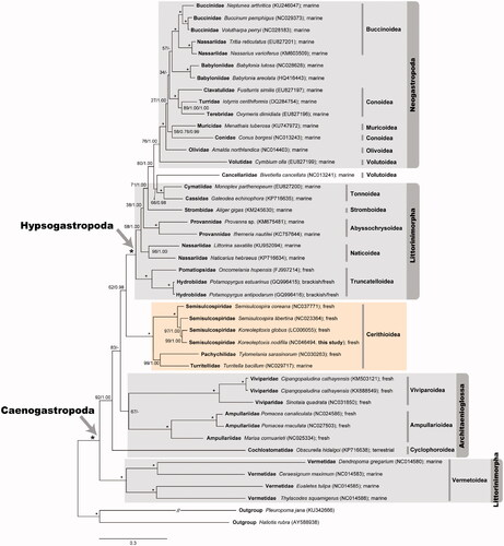 Figure 1. A maximum-likelihood tree reconstructed with the amino acid sequences of 13 mitochondrial PCGs showing relationships among 42 caenogastropod species. Pleuropoma jana (Neritimorpha) and Haliotis rubra (Vetigastropoda) are used as outgroups. The monophylies of Caenogastropoda and Hypsogastropoda are indicated with an arrow, respectively. The dark yellow box indicates the monophyly of the superfamily Cerithioidea including this result of Koreoleptoxis nodifila. Branch supports are bootstrapping values in percent (BP) obtained the ultrafast bootstrap method using IQ-TREE webserver and Bayesian posterior probability (BPP) inferred from Bayesian inference using MrBayes version 3.2.7a in order. The nodes exhibiting both 100 BP and 1.00 BPP mark an asterisk (*). Major habitats of the taxa examined here are depicted beside each taxon name.