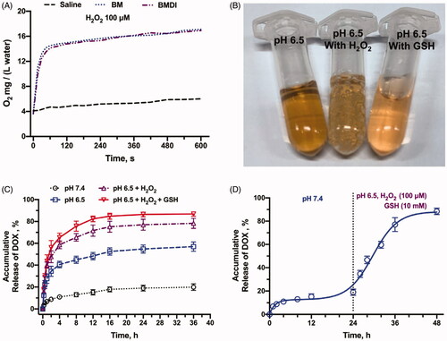 Figure 3. In vitro drug release profiles. (A) Oxygen production of BMDI and BM Nanostructure dispersed in buffer with the presence of H2O2; (B) Oxygen bubbles generation and the color alteration of BMDI dispersion with H2O2 or GSH presented at pH 6.5; (C) Accumulative DOX release of BMDI within different environments; (D) Release behavior of BMDI in alternative release buffers.