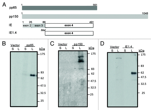Figure 2. Schematic design of plasmid DNA constructs (A) and expression of pp65, pp150 and IE1.4 proteins in HEK 293 T cells (Western Blot analysis) (B-C) and (D) respectively). At the top we presented pp65 plasmid DNA construct (amino acid 1–561) representing full length protein; plasmid DNA construct encoding entire pp150 protein (amino acid 1–1048) was shown in the middle section and in the lower part plasmid encoding exon 4 of IE1 protein (amino acid 86–491) was presented (A). Antigen expression by pp65 and pp150 DNA vaccines was detected by pooled murine antiserum from group immunized with DNA-pp65 (B) or group immunized with DNA-pp150 vaccine (C), respectively. Expression of IE1.4 DNA vaccine construct was detected by murine monoclonal antibody, mAb p63–27 (D). Presence of pp65, pp150 and IE1.4 antigens was analyzed in supernatants (S) and lysates (L) from 293T cells. Supernatant and lysate from 293T cells transfected with vector alone was used as negative control. Molecular weight was indicated on the right.