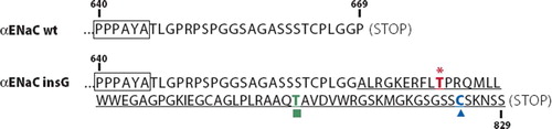 Figure 1. Partial amino acid sequence of the wild-type αENaC (αENaC wt) and predicted amino acid sequence corresponding to the αENaC G insertion mutation. The mutation affects the carboxy-terminal codon (corresponding to proline residue 669) predicted to result in insertion of 61 amino acids (underlined). Only sequences corresponding to the carboxy-terminal parts (starting from the PPPXY motif, indicated by a box) are shown. In silico prediction revealed a putative protein kinase C phosphorylation site (asterisk), a putative casein kinase II phosphorylation site (square), and a cysteine predicted to form a disulfide bond (triangle).