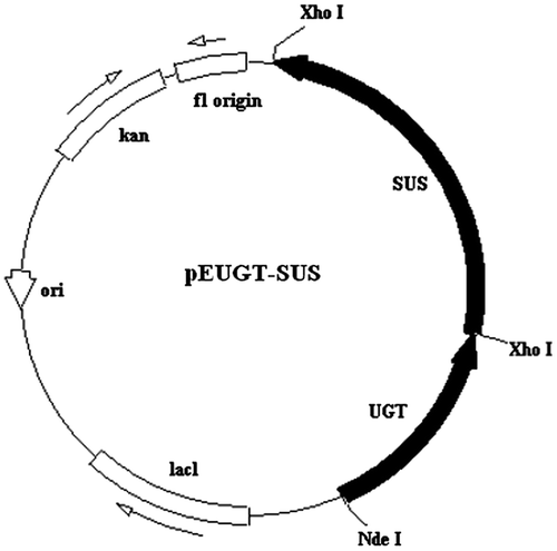 Fig. 2. pEUGT-SUS. The modified genes encoding UGT76G1 and AtSUS1 were subcloned into the expression vector pET-28a (+), resulting in pEUGT-SUS.