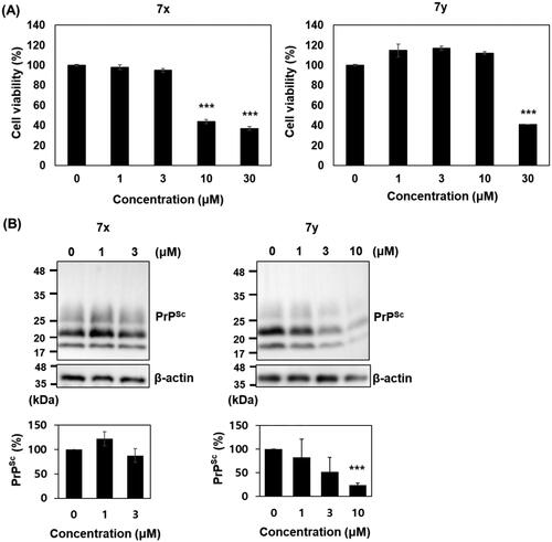 Figure 9. Cytotoxicity and anti-prion activity of compounds in ScN2a cells. (A) Cytotoxicity of 7x and 7y. The MTT assay were performed (n = 3) and the mean was plotted. (B) Western blots of PK-resistant PrPSc in the cells incubated with 7x and 7y. β-actin was used as a loading control. Western blotting was performed multiple times (n = 4). The PrPSc level of each blot was quantified by densitometry and the means were plotted. ***p < 0.01.