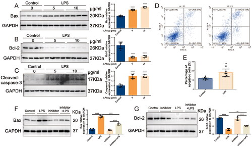 Figure 5. Inhibition of miR-16-5p alleviates HK-2 cell apoptosis. (A-C) Expression levels and quantification of bax, bcl-2, and caspase-3 in HK-2 cells treated with different concentrations of LPS by western blotting (n = 4). (D and E) Apoptosis levels and quantification of apoptotic cells in LPS-treated HK-2 cells by flow cytometry (n = 6). (F and G) Expression levels and quantification of bax and bcl-2 in LPS-stimulated miR-16-5p knockdown HK-2 cells by western blotting (n = 4). **p < 0.01, ****p < 0.0001.