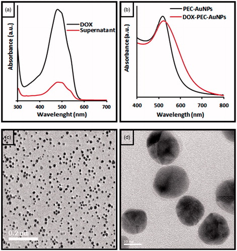 Figure 2. (a) UV–Visible spectra of supernatant and redispersed pellet of doxorubicin-loaded pectin-capped gold nanoparticles. (b) UV–Visible absorption spectra of DOX-loaded PEC-AuNPs. (c,d) HRTEM images captured of DOX-loaded PEC-AuNPs.