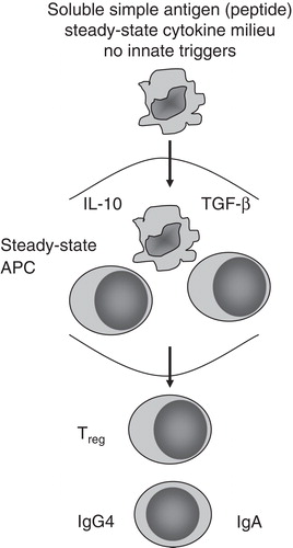 Figure 1. Schematic illustration of the induction of regulatory T cells by peptide immunotherapy.