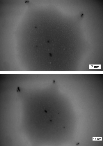 Figure 4. TEM micrographs of the NPs produced 24 h after the start of AgNO3 (1 mM) reduction using freshly cultured S. cerevisiae. Magnification is 25,000, and the micrograph is focused on the location of the NPs inside the yeast.