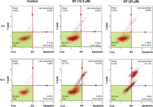Figure 6 Assessment of apoptosis by GF. PANC-1 cells were treated with vehicle or GF (12.5 μM and 25 μM) in nutrient-deprived medium. After treatment (6 hours and 12 hours), the cells were treated with Annexin V/7-AAD reagent and cytometric analysis was performed.