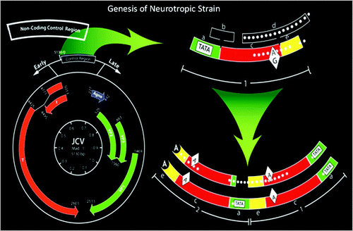 Figure 1 Genesis of the neurotropic Strain of JC Virus. (Adapted from Jensen and MajorCitation85). The JC virus genome is depicted on the left. The genes coding for its three structural proteins and three regulatory proteins (here) are highly conserved, but not the non-coding control region which dictates whether the virus can bind to a cells NF-1X DNA binding proteins. The archetype virus' non-coding control region is at the top; at the bottom, is the 98 bp tandem repeat sequence seen in the virus isolated from brains with PML. This is the mutation that must occur.