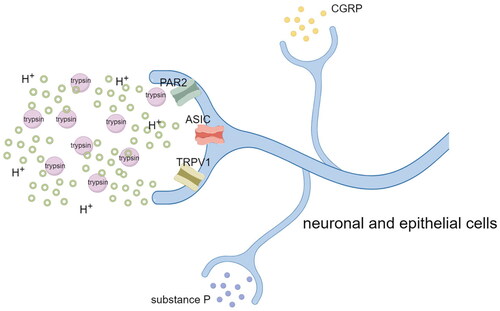 Figure 2. Acid-sensitive receptors (nociceptors) such as TRPV1, ASICs, and PAR2 expressed by peripheral neurons or oesophageal epithelial cells are activated by protons or trypsin. Activation of nociceptors not only causes sensory nerve endings to release neurotransmitters such as CGRP and substance P to mediate neurogenic inflammation, but also transmits the information to the dorsal horn of the spinal cord (and from the dorsal horn of the spinal cord to the brain) thus leading to the occurrence of pain. (Figure by figdraw.).