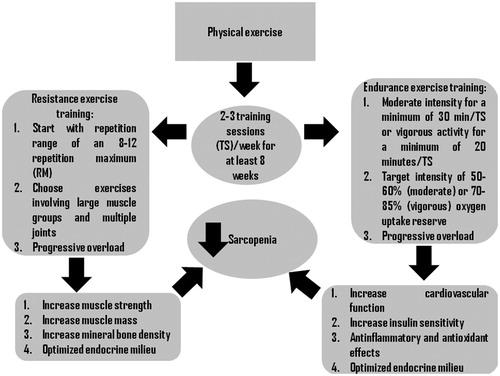 Figure 2. Effects of exercise training on sarcopenia.