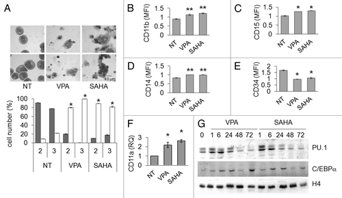 Figure 7. Effects of VPA or SAHA on maturation of Kasumi-1 cells. (A) Cells were incubated in the presence or the absence (NT) of 2 mM VPA or 1 μM SAHA for 2 (upper pictures) or 3 (lower pictures) days. Cytospin preparations were stained with May–Grünwald/Giemsa and examined using a 100x immersion lens. Histograms represent the percentages of blasts (gray) or differentiated (white) cells at the indicated times (days), determined as described in Materials and Methods. (B–F) Cells were treated as in A for 2 d. (B-E) Cell surface expression of markers was evaluated by flow cytometry using FITC- (CD11b and CD15) or PE- (CD14 and CD34) conjugated monoclonal antibodies. MFI was calculated with respect to that of cells treated with FITC- or PE-conjugated IgG. (F) The relative expression of CD11a was calculated by Q-PCR using rRNA18S for normalization and untreated sample as calibrator. (A–F) Values are means ± SEM of data from three independent experiments. The statistical significance of differences was determined by the Student’s t-test for paired samples (*p < 0.05; **p < 0.01). (G) Cells were incubated or not (time 0) in the presence of 2 mM VPA or 1 μM SAHA for the indicated times (hours). Cells were then lysed and western blotting performed with the indicated antibodies. Results are from one typical experiment out of three.