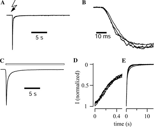 Figure 3.  Gating properties of P2X3 receptor constructs. (A) UV flash liberation of ATP from DMNPE-caged-ATP (100 µM) elicited fast inward currents in a cell expressing P2X3-DsRed2. The trace represents the mean of normalized responses recorded from 6 cells. (B) The rising phase of normalized, averaged UV-flash induced currents is given for wt-P2X3 (n=8), P2X3-ECFP (n=4), and P2X3-DsRed2 (n=6) with higher time resolution. Traces were superimposed to facilitate comparison of activation kinetics. (C) Pressure application of αβ-meATP (30 µM, 20 sec, open bars) elicited inactivating inward currents in a cell expressing P2X3-DsRed2. The trace represents the mean of normalized responses recorded from 7 cells. (D,E) To visualize fast and slow components of receptor desensitization, normalized mean currents are shown at different time scaling. Superposition of wt-P2X3 (n=6), P2X3-ECFP (n=5), and P2X3-DsRed2 (n=7) responses revealed that the currents declined by almost 80% within the first 500 ms (D). Neither the fast nor the slow component of desensitization (E) differed among the three P2X3 constructs.