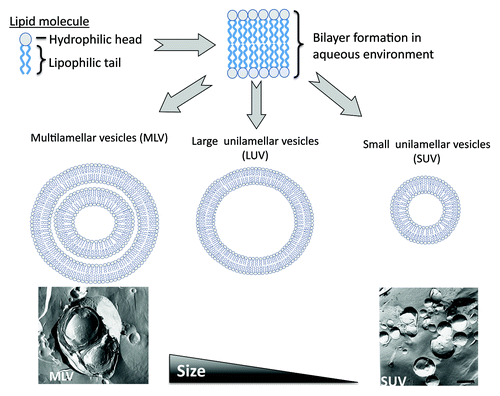 Figure 1. Schematic outline of the formation of liposomes. Lipid molecules, when dispersed in an aqueous phase form bilayers vesicles which can be prepared in a range of sizes from larger multilamellar vesicles, through to small unilamellar vesicles.