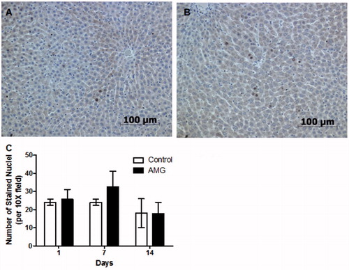 Figure 2. Comparison of hepatocyte proliferation in control and AMG-treated animals. Representative Ki-67 staining in tissue from (A) control and (B) AMG-treated (125 mg/kg/day, 14 days) rats; 20× magnification. (C) A possible increase in Ki-67 was observed at Day 7 of AMG treatment. Although some evidence of hepatocyte proliferation was found in the AMG-treated rats, the main effect was hypertrophy rather than hyperplasia. Open bars = control rats; solid bars = AMG-treated rats. Values shown are mean (±SEM) number of Ki-67-positively-stained nuclei per 10× field of view (n = 4). No results were statistically significant (two-way ANOVA).