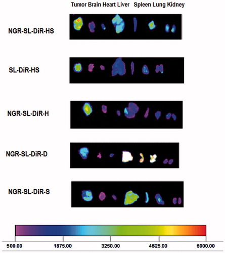 Figure 6. The ex vivo optical images of tumors and organs of HT1080 in tumor-bearing mice sacrificed at 20 h after NGR-SL-DiR with different lipid composition administration.