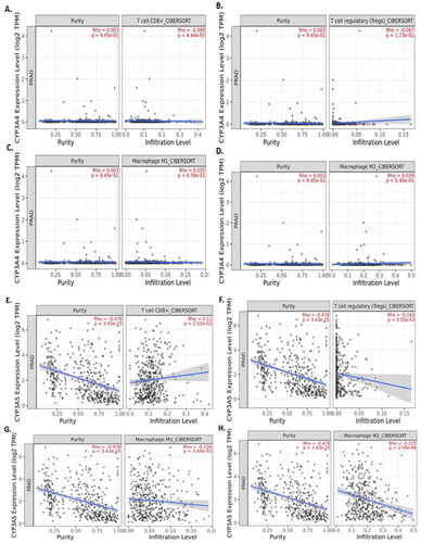 Figure 4. TIMER2.0 allows visualizing the expression with immune infiltration profile in prostate cancer. Scatter plot showed the spearman correlation in different immune cells. CYP3A4 (A, B, C and D) expression. CD8+ T cell (A) and regulatory T cell (B) showed a negative correlation whereas, M1 (C) and M2 (D) macrophages showed positive correlation with CYP3A4 expression in prostate cancer patient’s sequencing data. CYP3A5 (E, F, G and H) expression. CD8+ T cell (E) showed a positive correlation whereas regulatory T cell (F), M1 (G) and M2 (H) macrophages showed negative correlation with CYP3A5 expression in prostate cancer patient's sequencing data.
