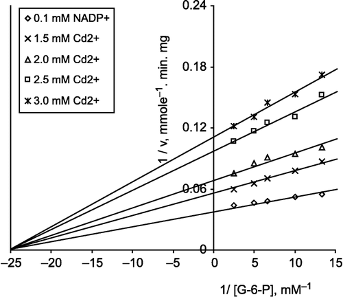 Figure 5 Lineweaver-Burk double reciprocal plot of initial velocity against G-6-P as varied substrate and Cd 2+(1.5–3.0 mM) as inhibitor at different fixed NADP+(0.1 mM) concentrations. The velocities were determined in 100 mM Tris/HCl buffer pH 8.0.