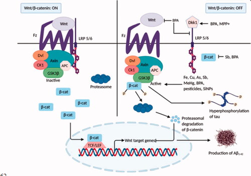 Figure 3. Inhibition of the Wnt/β-catenin signalling by neurotoxicants. In normal brain, when Wnt signalling is switched on, GSK-3β is found to be inactive, and tau protein remains dephosphorylated. β-catenin translocation in the nucleus activates Wnt target genes that inhibit the development of Aβ1–42. In the presence of various neurotoxicants (Fe, Cu, As, Pb, MeHg, BPA, pesticides, and NPs), Dkk1 and GSK-3β, the inhibitors of Wnt signalling cascade become activated. Activation of Wnt proteins, LRP 5/6, and β-catenin are also inhibited by some neurotoxicants (BPA, Sb). β-catenin is phosphorylated by GSK-3β and undergoes proteasomal degradation. As a result, Wnt signalling is shut off, leading to tau hyperphosphorylation and Aβ1–42 production and aggregation that aids AD pathology.