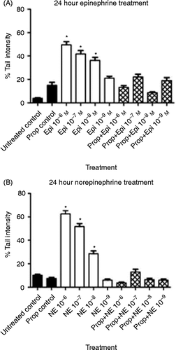 Figure 1.  Effect of 24-h exposure to stress hormones on DNA damage. NIH 3T3 cells were incubated in the presence or absence of (A) epinephrine or (B) norepinephrine for 24 h, and DNA damage was measured by the comet assay. In some experiments, cells were pre-treated for 30 min with 10− 6 M propranolol prior to treatment with the stress hormones. Results are expressed as mean% tail intensity ± SD. Asterisk (*) indicates the significant increase compared to that of untreated control (p < 0.05) using a one-way ANOVA with Tukey's post-hoc analyses. Each experiment was performed twice, and 100 cells were analyzed in each comet assay. Prop, propranolol; Epi, epinephrine; NE, norepinephrine.
