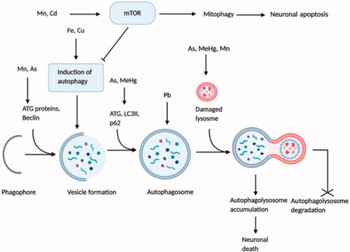 Figure 4. Dysregulation of autophagy and mTOR signalling by neurotoxicants. Although autophagy and mTOR signalling are vital for the healthy and normal functioning of neurons, some neurotoxicants interrupt their regulation. Excessive activation of mTOR signalling through neurotoxicants (Mn, Cd) results in mitophagy and neuronal apoptosis that inhibits normal autophagic function. However, autophagy-related proteins, including ATG, Beclin, LC3II, etc. and different autophagic steps are negatively influenced by neurotoxicants (Fe, Cu, Mn, As, Pb, MeHg), leading to the uncontrolled autophagic influx. Some neurotoxicants (As, MeHg, Mn) damage lysosomal structure, which after fusion with autophagosome, produces immature autophagolysosome vacuoles (AVs) and halt the degradation of autophagolysosomes. Finally, increased accumulation of AVs in neurons triggers neuronal death.