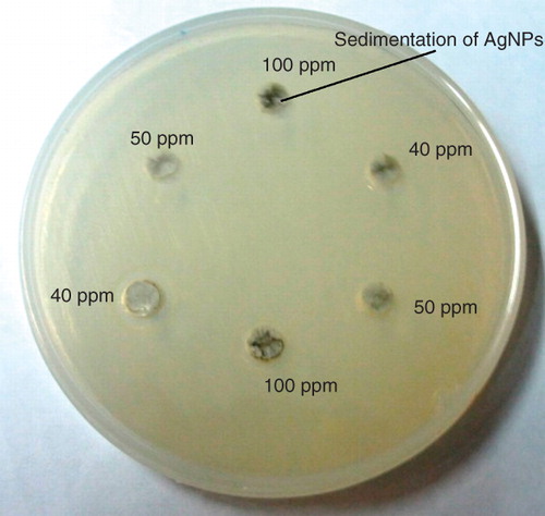 Figure 4. Photographic images of unstabilized AgNPs sedimentations (Klec/Ag = 0.002) in the CASO agar wells at various concentrations.