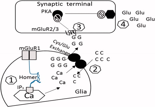 Figure 4. The possible pathways of glutamatergic transmission in the nucleus accumbens that may be responsible for drug-seeking behavior. Cocaine treatment increases the extrasynaptic release of glutamate which promotes the synaptic release of glutamate and ultimately drug-seeking behavior (adapted from Kalivas, Citation2004). G, intracellular glutamate; C, cystine; Glu, released glutamate; Ca, calcium; PKA, protein kinase A. (1) There is a reduction of homer protein in the nucleus accumbens, creating a decrease in signalling through mGluR1 receptors via inositol trisphosphate (IP3) receptor regulation of inner calcium (Ca2+) stocks. (2) The glutamate released through system activates mGlutR1. However, down-regulation of this receptor in addiction may be due to the altered activity of cystine/glutamate transporter. (3) The altered activity of system results in the decreased release of glutamate and thus reduced activation of the presynaptic mGlu2/3 autoreceptors. (4) This decreased activation of mGlu2/3 results in a prevention of its inhibitory regulation for the glutamate release.