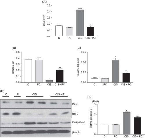 Figure 5.  (A–C) Densitometric analysis of Bax, Bcl-2, and caspase-9 immunoblots. PC treatment decreased the expression of Bax and caspase-9 protein in HK-2 cells at 24 h after cisplatin treatment. PC treatment recovered the expression of Bcl-2 protein which was decreased by cisplatin treatment. (D) Representative photomicrographs of Bax, Bcl-2, and caspase-9 immunostaining. (E) Colorimetric analysis of caspase-3 activity. PC treatment suppressed caspase-3 activity in cisplatin-treated cells at 24 h after cisplatin treatment.Note: *p < 0.05 versus C, **p < 0.05 versus CIS.