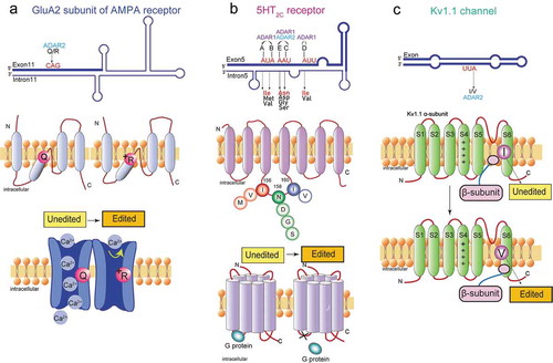 Figure 2. Functional roles of A-to-I RNA editing in the neurotransmitter receptor and the ion channel. (A) The A-to-I editing site (Q/R) in the secondary structure of the GluA2 pre-mRNA regions (top). The schematic of the GluA2 subunit structure and the functional difference in edited and unedited forms (middle and bottom, respectively). RNA editing alters the glutamate residue (Q) (middle left) at the 607th position to a positively charged arginine residue (R) (middle right), which can dramatically reduce calcium permeability (bottom). (B) The five editing sites (A-E) in the secondary structure of the 5HT2CR pre-mRNA regions where exon 5 base-pairs with the intron 5 (top). The schematic drawing of 5-HT2c receptor structure the functional difference in edited and unedited forms (middle and bottom, respectively). RNA editing of 5HT2C receptor converts amino acid isoleucine (I) at 156th position to valine (V), or methionine (M), asparagine (N) at 158th position to aspartic acid (D), serine (S), or glycine (G), and isoleucine (I) at 160th position to valine (V) (middle). Edited 5HT2CR isoforms exhibit reduced G protein coupling efficiency (bottom left) in comparison to the unedited isoform (bottom right). (C) The A-to-I editing site (I/V) in the secondary structure of Kv1.1 mRNAs (top). The schematic drawing of Kv1.1 channel structure and the functional difference in edited and unedited forms (middle and bottom, respectively) The transmembrane voltage sensor (S4), the K+ ion selectivity filter (S5–S6) are indicated in the middle and bottom figure. Editing of Kv1.1 changes the isoleucine (I) (middle) to valine (V) (bottom). which reduces the affinity for the binding of Kv β1.1 and enhances recovery from inactivation