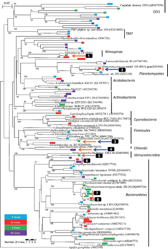 Fig. 3. Phylogenetic tree of bacterial 16S gene rRNA sequences obtained from prokaryotes in springwater collected at the foot of Mt. Fuji (excluding the phylum Proteobacteria; see Appendix Figure 1). Aquifex pyrophilus was used as the outgroup. Blue, red, green, and purple indicate samples obtained from the eastern (E), southeastern (SE), southern (S), and western (W) slopes of the foot of the mountain, respectively. Length of color bar indicates the number of clones. Orange and blue arrows indicate thermophilic and obligate anaerobic bacteria, respectively. Bootstrap values above 50% for 1,000 replicates are shown.