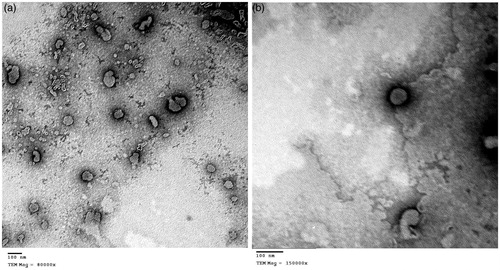 Figure 1. (a) Negative stain transmission electron micrograph of formula N4 at a magnification of 80 000× showing the outline and core of spherical vesicular structures. (b) Negative stain transmission electron micrograph of formula N4 at a magnification of 150 000×, showing a perfect spherical structure of nPEV vesicle.