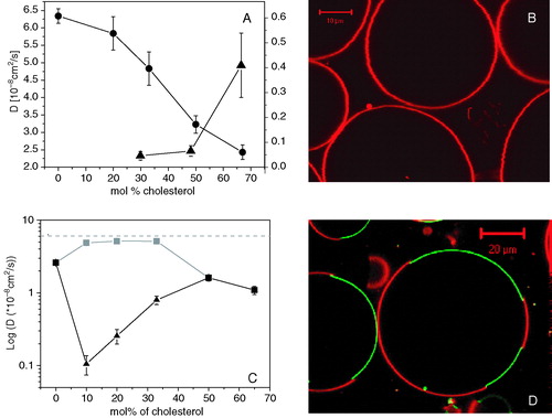 Figure 4.  (A) Lipid lateral diffusion coefficient as a function of molar percentage of cholesterol for DOPC/cholesterol (circles; left axis) and SM/cholesterol (triangles; right axis) mixtures. (B) Confocal image of GUVs composed of DOPC/cholesterol 1:1 and 0.1 mol% of DiI-C18. (C) Lipid lateral diffusion coefficient as a function of molar percentage of cholesterol for DOPC/SM/cholesterol mixture (black squares: total lipid mixture – no phase separation; grey squares: DOPC-enriched, Ld phase; triangles: SM-enriched, Lo phase). The dashed line sets the diffusion coefficient in pure DOPC GUVs. (D) Confocal image of GUV composed of DOPC/SM/cholesterol 1:1:1 mixture, 0.1 mol% of DiI-C18 (red) and 0.1 mol% of GM1 (bound to AF488-labeled CTX, green).