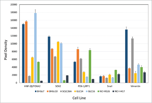 Figure 2. Expression of pluripotent stem cell markers by SCLC CTCs and cell lines. The figure shows the panel of pluripotent stem cell markers of 2 SCLC CTCs and several SCLC cell lines as determined by Western blot arrays. BHGc7 and BHGc10 together with GLC16 exhibited significantly higher expression of HNF-3β/FOXA2 compared to the other cell lines. Other markers included in this array, SOX17, α-fetoprotein, OCT-3/4, KDR, Otx2, GATA-4, Nanog, HCG, TP63 and Goosecoid showed no significant expression were not included here. Data for Vimentin were supplemented from ARY026 arrays.
