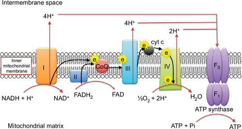 Figure 4 Role of CoQ10 in the mitochondrial electron transport chain.