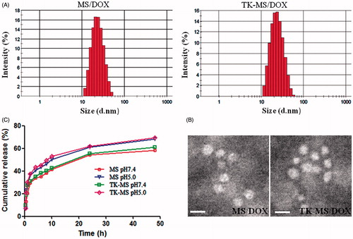 Figure 6. Characterization of micelles. (A) Particle size and distribution of mPEG-PLA and TK-PEG-PLA micelles loading DOX by the DLS analysis. (B) Morphology of mPEG-PLA and TK-PEG-PLA micelles loading DOX by the TEM analysis negatively staining with 4% phosphotungstic acid solution. Bar is 20 nm. (C) In vitro DOX release profiles from blank micelles and TK modified micelles at neutral condition (pH 7.4) and acidic conditions (pH 5.8) at 37 °C. Each points represent the mean (n = 3).