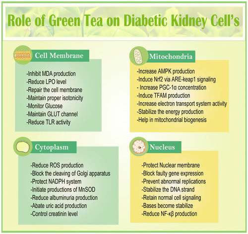 Figure 4. An overview of green tea on diabetic kidney.