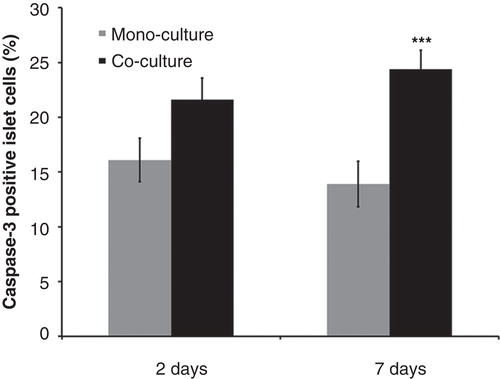 Figure 5. Effects of mouse pancreatic stellate cells on islet cell death. Fraction of caspase-3-positive cells in islets cultured alone (mono-culture) or after co-culture with isolated pancreatic stellate cells for 2 or 7 days. At least 3,000 cells were counted for each experimental group. Values are means ± SEM for 4 experiments. *** P < 0.001 when compared with the corresponding mono-culture value.