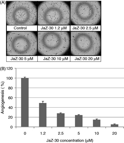 Figure 5. Dose-dependent inhibitory effect of JaZ-30 on the capillary-like network formation of human umbilical vein endothelial cells (HUVECs) in vitro. (A) Images of HUVECs the capillary-like network structure, formed on Matrigel-coated wells surface in 24 h. HUVECs were treated with 5 ng/ml VEGF – control, and indicated concentrations of JaZ-30: 1.2 µM; 2.5 µM; 5 µM, 10 µM and 20 µM; magnification 120 ×. (B) The percentage of angiogenesis quantification by calculation the number of branching points in four images, viewed with an inverted microscope. Results are presented as mean ± SD, p < 0.05, statistically significant.