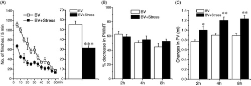 Figure 2. Effect of acute stress on BV-induced nociception and inflammation. Panel A shows the effect on BV-induced persistent SPFR; Panel B shows the effect on BV-induced decrease in PWMT; Panel C shows the effect on BV-induced increase in PV. One way ANOVA analysis shows that acute restraint stress attenuated significantly BV-induced SPFR and enhanced significantly BV-induced increase in PV, but had no effect on BV-induced increase in PWMT. *p < 0.05, **p < 0.01, ***p < 0.001. Values are mean ± SEM. One-way ANOVA with Tukey’s post-hoc tests, n = 10 for BV group; n = 10 for BV + Stress group.