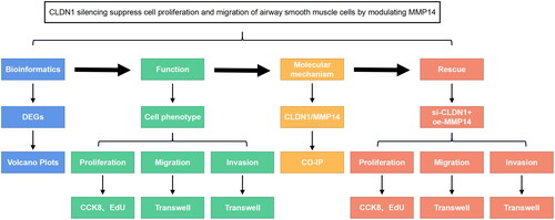 Figure 5. The experimental line of this study. CLDN1 was predicted and confirmed to be dysregulated in asthma. The functions of ASMCs, including proliferation, migration, and invasion, were evaluated. Then, the molecular mechanisms of CLDN1 were identified, which were confirmed using rescue experiments.
