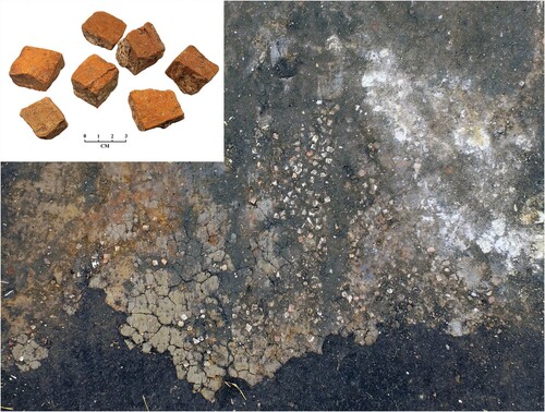 Figure 9. Concentration of tile tesserae with degraded mortar to the right in Trench 2 (authors).