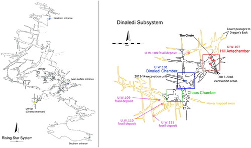 Figure 1. (A) Overview of the Rising Star cave System, showing the two main chamber locations of Homo naledi material; (B) Detail of the Dinaledi subsystem, showing the multiple fossil deposits (from Elliott et al. Citation2021).