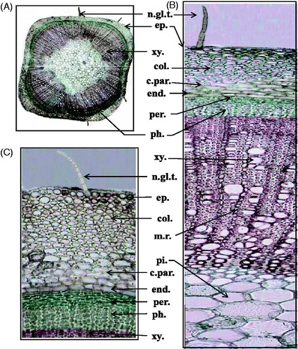 Figure 2. Transverse section of the rachis of the inflorescence of Mentha suaveolens Ehrh. (A) Low power view (X = 30). (B) High power view (X = 215). (C) High power view from the corners (X = 315). col., collenchyma; c.par., cortical parenchyma; end., endodermis; ep., epidermis; m.r., medullary ray; n.gl.t., non-glandular trichomes; per., pericycle; ph., phloem; pi., pith; xy., xylem.