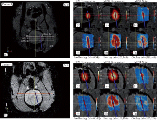 Figure 4. Canine 3-4 data summary, CDA, (a) The anatomical position of the ROI and the spatial profiles used in Figure 5 are illustrated on magnitude images of the anatomy. Cutplanes through the ROI of the finite element data used in Figure 2 are shown in (b–g). Cutplanes are coplanar with the applicator. The pointwise maximum over time for the (b) FEM predicted temperature, (c) MR temperature data, and (d) MR temperature noise is provided in °C. The pointwise maximum normalised error (5) over time for the (e) pre-heating, (f) heating, and (g) cooling regimes labelled in Figure 2 are provided.