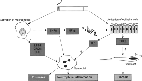Figure 1 A simplified diagram showing key inflammatory pathways and cells implicated in the pathogenesis of COPD (reproduced with permission from Resp. Research – Wood et al., 2006).