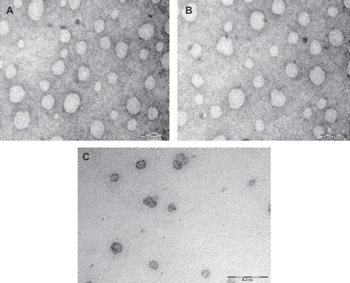 Figure 1. TEM photograph of optimized fluconazole loaded systems vesicles prepared with (A) Span 40; (B) Span 60; (C) Brij 72.