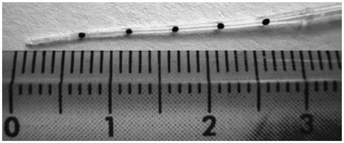 Figure 31. Silicone dummy of a STANDARD electrode array from MED-EL, with an open channel that runs through the length of the array (image courtesy of MED-EL).