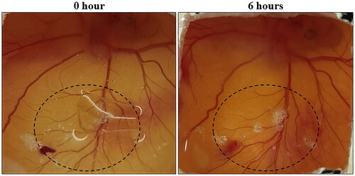 Figure 9. Images of CAM assay for SA/AV/S scaffold. The area within the circle was used to determine the formation of new blood vessels after incubation.